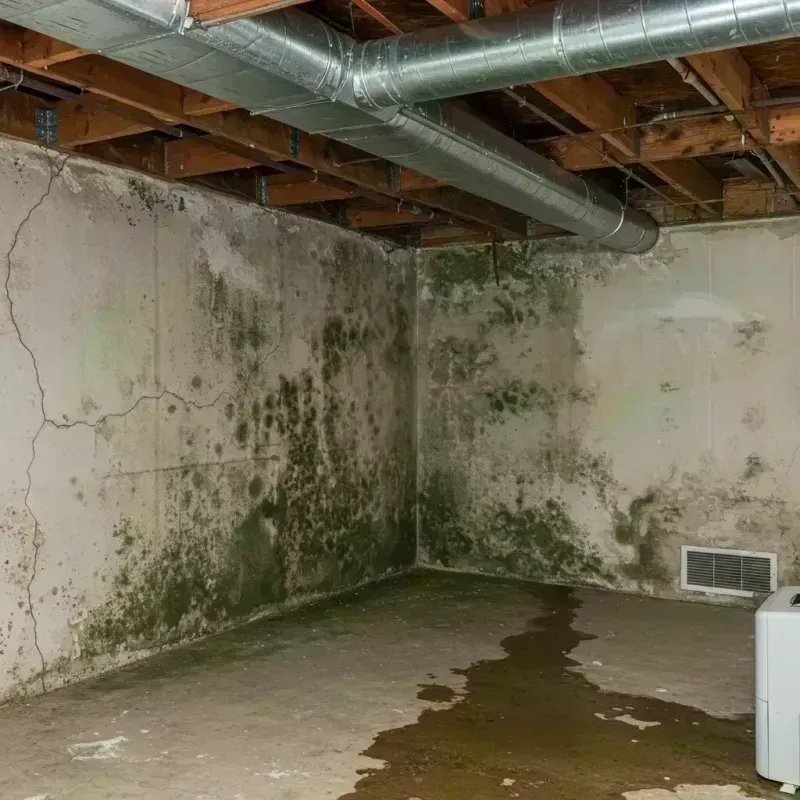 Professional Mold Removal in Broomfield County, CO